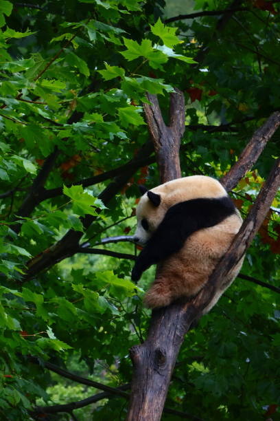 istock Cute Pandas in China 2178894215