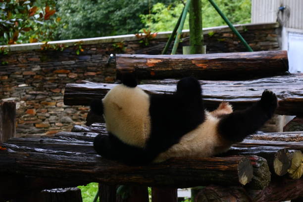 Cute Pandas in China