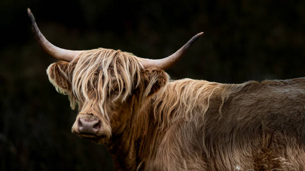istock Highland Cow on Dark Background 2178897223