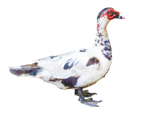 istock Muscovy Duck (Cairina moschata) isolated on white background 2178900650