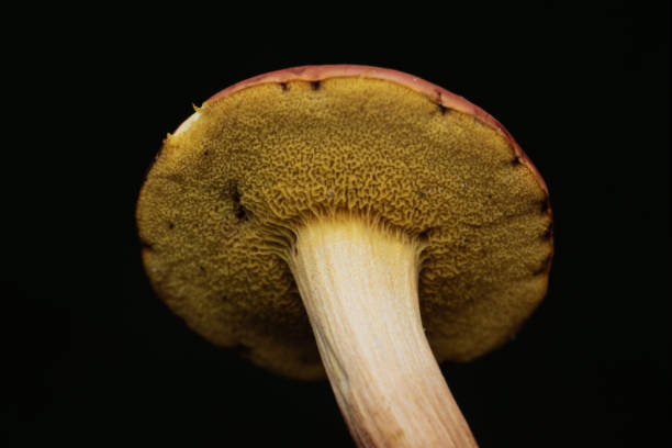 istock Macro of Mushrooms 2178904295