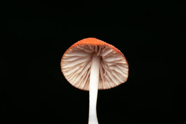 istock Macro of Mushrooms 2178904334