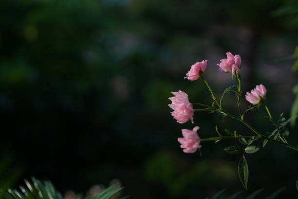 istock small pink rose with close up 2178905558