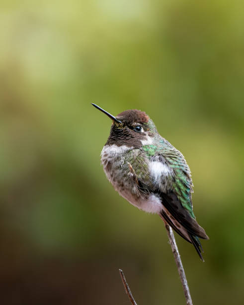 istock Anna's Hummingbird (Calypte anna) perched on a branch 2178909410