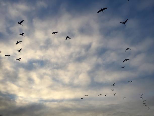 istock Cloud-Filled Blue Sky at Sunset with Birds 2178911067