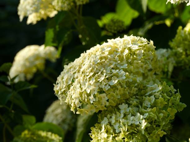 istock White green hydrangea flowering in the garden. Close-up 2178911270
