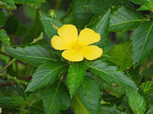 istock Damiana yellow flower (Tumera diffusa) 2178912635