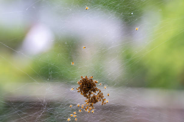 istock Lots of spider babies in the web 2178913288