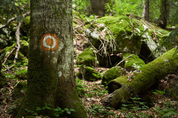 istock Pine forest and hiking trail 2178914667