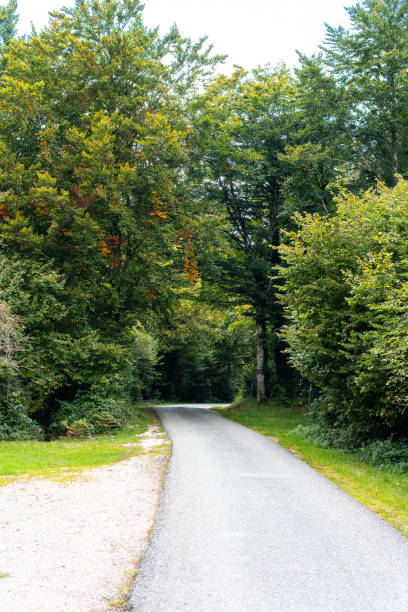 small narrow road through a forest with autumn trees france