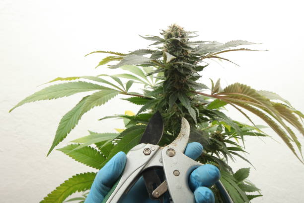 istock medical marijuana growing cannabis plants 2178915429