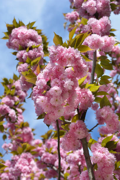istock Japanese flowering cherry Kanzan 2178919350