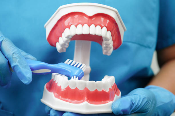 istock Doctor clean teeth denture with toothbrush for teach patient and dentist studying about dentistry. 2178920074