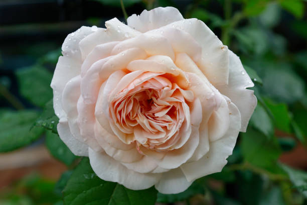 istock The A Shropshire Lad rose 2178922245