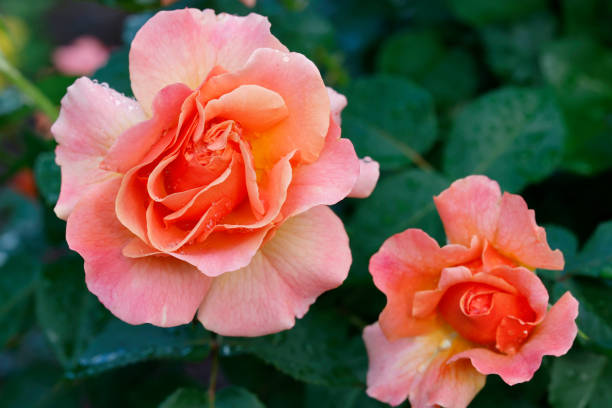 istock The Easy Does It Floribunda rose 2178922291