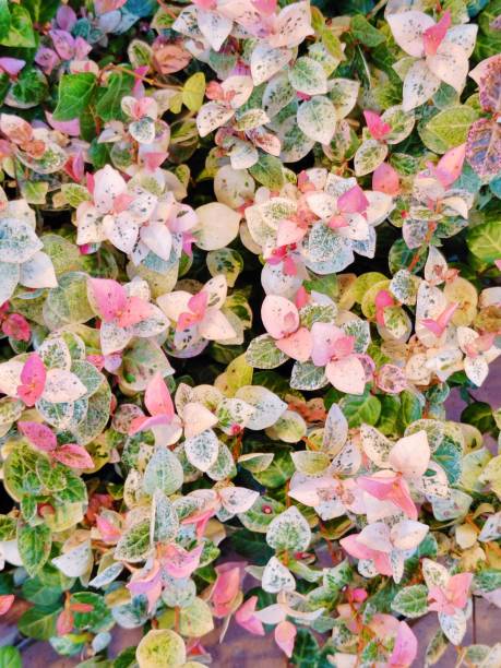Trachelospermum asiaticum 'Tricolor'