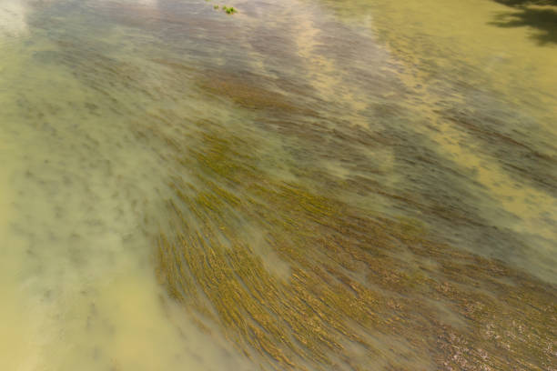 Aerial view of vibrant green algae in water, creating an interesting texture and pattern. Nature's beauty and complexity on display.