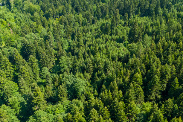 istock Lush green coniferous forest viewed from above, showcasing diverse tree species and vibrant foliage under sunlight. Ideal for nature and environmental themes. 2178924621