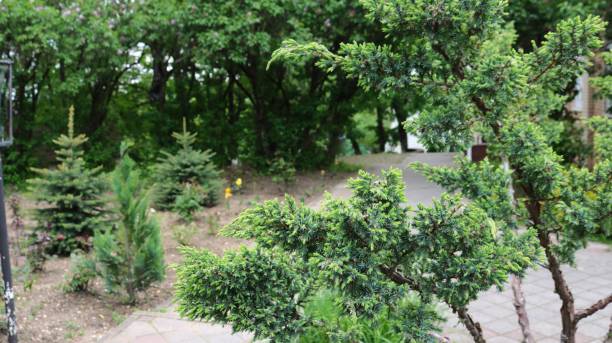 istock decorative thuja and spruce in the structure of landscape 2178928131