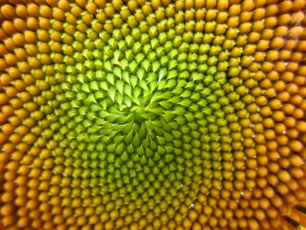Macro Organic Sunflower Geometry in Nature