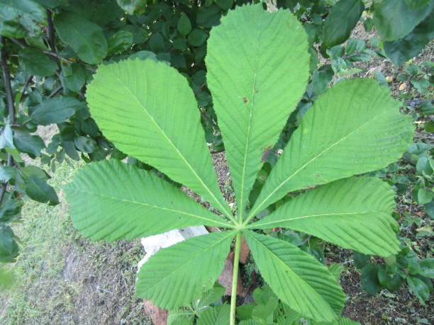 istock Green Macro Leafs Geometry in the Nature in Belarus 2178928984