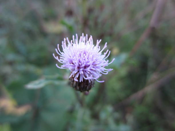 istock Beautiful Garden Flowers different Colors in Belarus 2013 2178929004