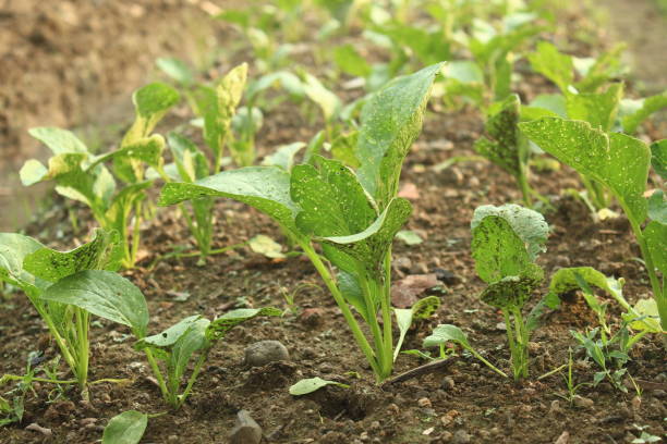 istock mustard greens in agricultural land 2178931774