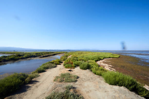 istock Wetland Trail Through Coastal Vegetation 2178933763