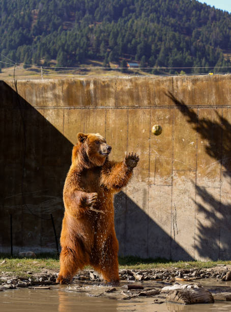 Grizzly bear playing with fruit
