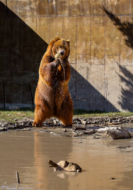 istock Grizzly Bear playing with fruit in water 2178942271