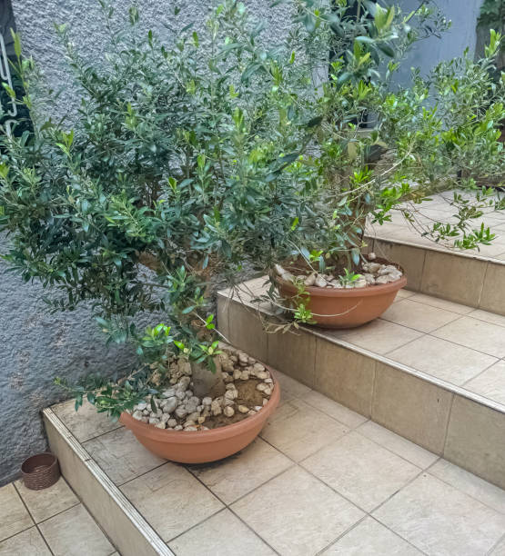 istock Two potted olive trees placed on tiled steps, in a cozy outdoor garden setting 2178943138