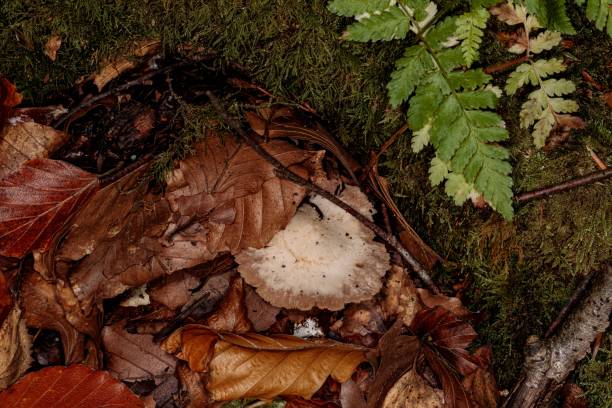 istock Hidden Clitocybe Nebularis Fungus. 2178944115