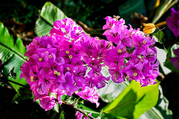 istock Pink Bougainvillea 2178946698