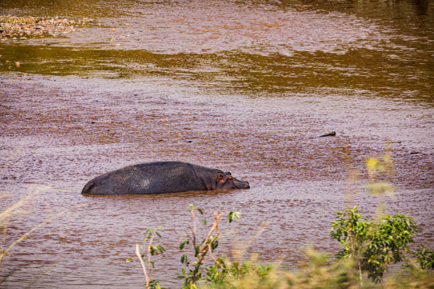 The hippopotamus, further qualified as the common hippopotamus, Nile hippopotamus, or river hippopotamus, is a large semiaquatic mammal native to sub-Saharan
