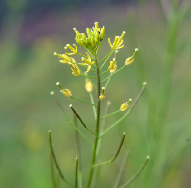 istock Descurainia sophia grows in nature 2178949317