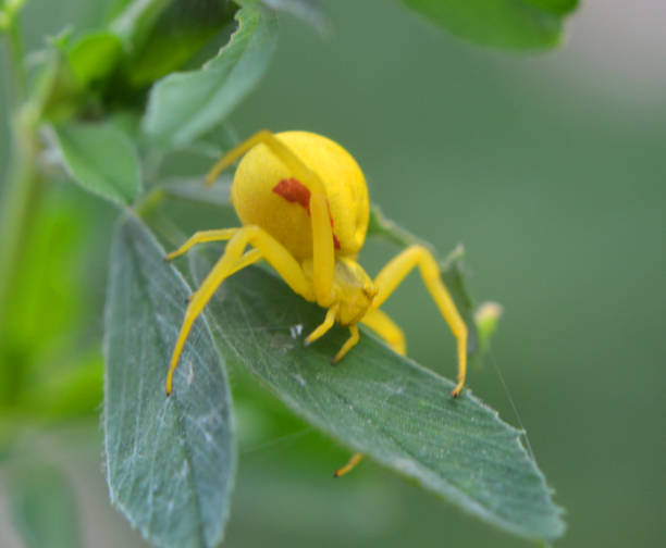 istock A predatory crab spider (Misumena vatia) is on the plant 2178949330