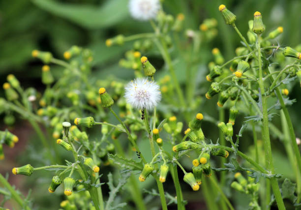 In nature, Senecio vulgaris grows as a weed