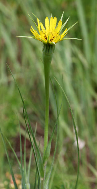 istock Tragopogon dubius grows in nature in summer 2178949789