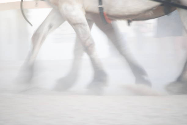 horses legs in motion raising dust