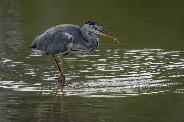 istock Beautiful Grey Heron (Ardea cinerea) fishing, caught a small fish. 2178957699