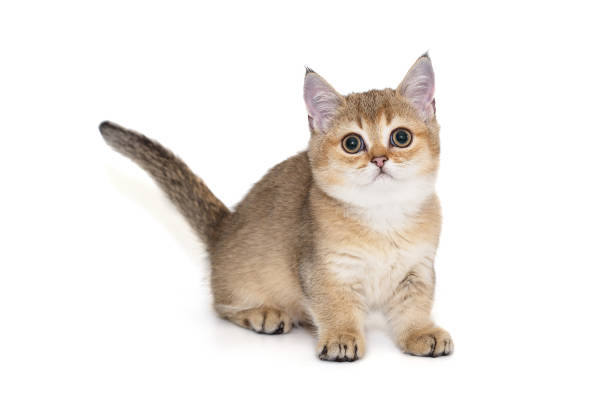 istock Scottish kitten of red color with short paws. 2178962339