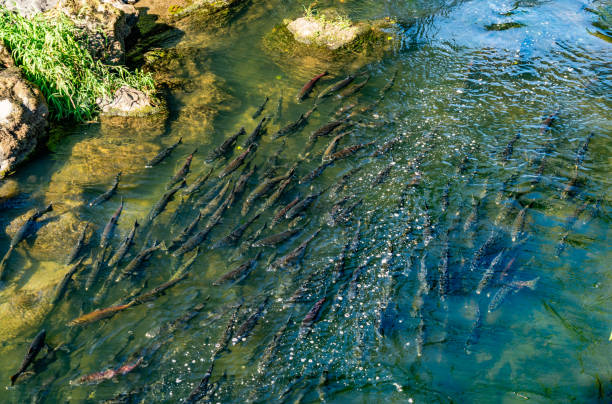 Chinook Salmon return home in the Chinook River in Washington State.
