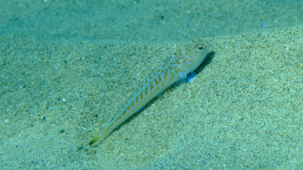 istock Weever or greater weever (Trachinus draco) undersea, Aegean Sea 2178964603