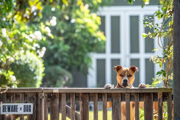 istock Image of a Staffordshire Terrier dog. 2178970847