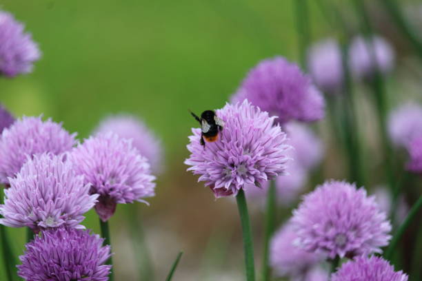 Bumblebees collecting nectar on a vibrant globe thistle flower in a vivid green background.
