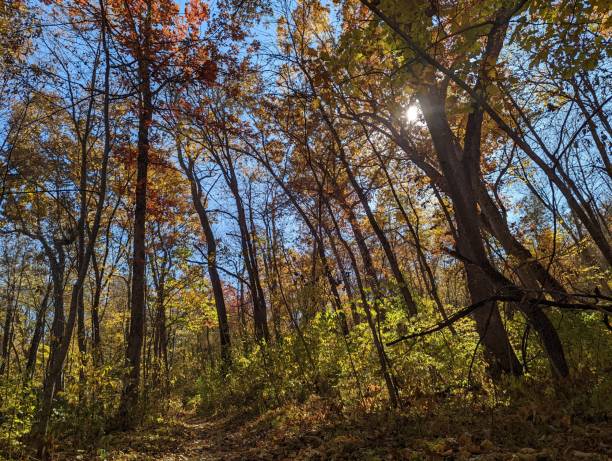 istock Sunshine streaks through the trees with their fall call in this Iowa forest. 2178982506