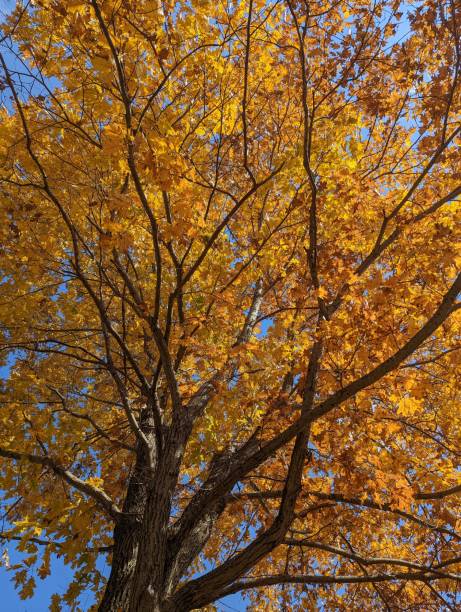 istock Looking up into a golden yellow colored tree in the Autumn. the tree has a dramatic contrast in the branches and the leaves. 2178982553