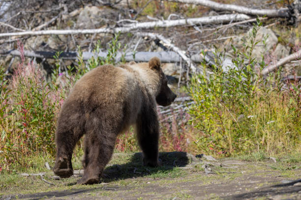 istock Young Brown Bear in Alaska in Autumn 2178986108