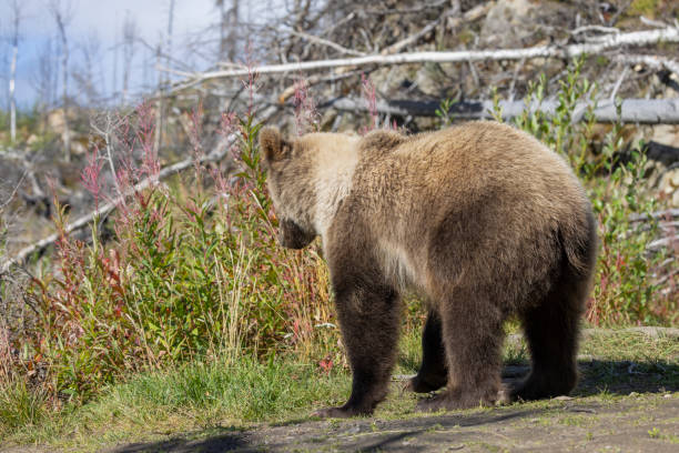 istock Young Brown Bear in Alaska in Autumn 2178986683