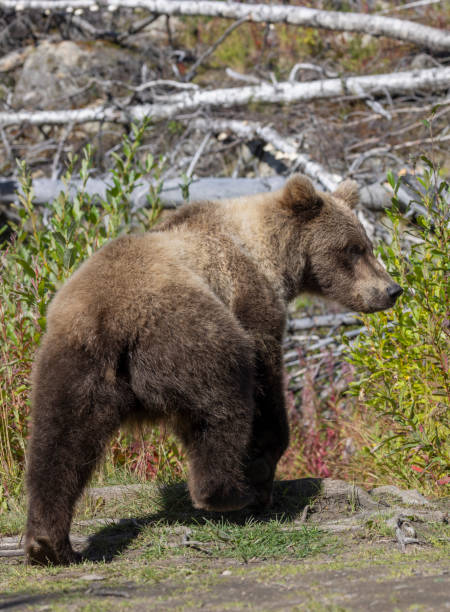 istock Young Brown Bear in Alaska in Autumn 2178988027